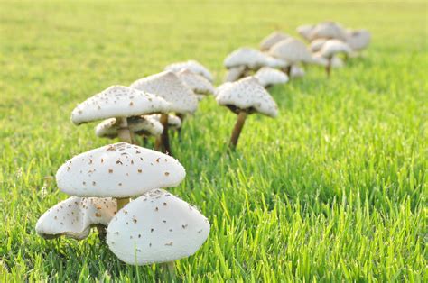 Get rid of mushrooms in lawn - There are many ways to get rid of the mushrooms in your garden, including the use of nitrogen-rich fertilizer, vinegar, baking soda, bleach solutions, dish soap solutions and other commercial fungicides. Always remember that using these solutions is only effective when the vegetative part of the mushroom’s underneath is destroyed.